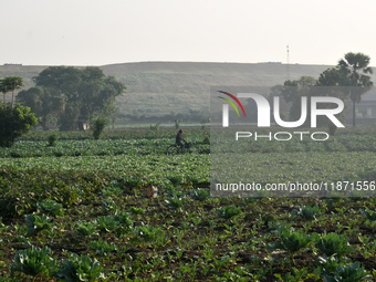 A person rides a bicycle next to a field on a winter morning in Kolkata, India, on December 15, 2024. (