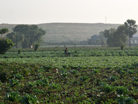 A person rides a bicycle next to a field on a winter morning in Kolkata, India, on December 15, 2024. (