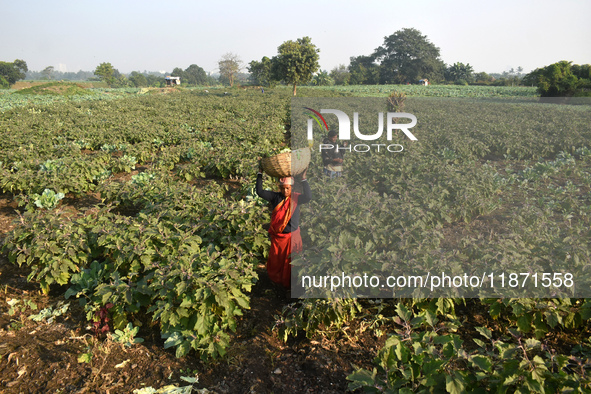 Farmers work in a cauliflower field on a winter morning in Kolkata, India, on December 15, 2024. 