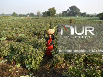 Farmers work in a cauliflower field on a winter morning in Kolkata, India, on December 15, 2024. (