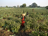 Farmers work in a cauliflower field on a winter morning in Kolkata, India, on December 15, 2024. (