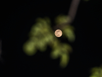 A view of full moon in Tehatta, INda, on December 15, 2024. (