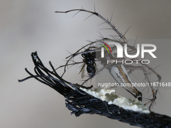 A long-jawed orb weaver spider feeds on a fly in Pattom, Marappalam, Thiruvananthapuram (Trivandrum), Kerala, India, on April 2, 2024. (