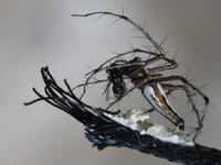 A long-jawed orb weaver spider feeds on a fly in Pattom, Marappalam, Thiruvananthapuram (Trivandrum), Kerala, India, on April 2, 2024. (