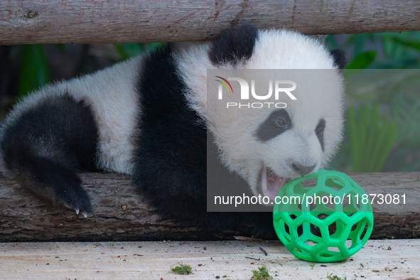 Giant panda cub Qisanmei plays at Chongqing Zoo in Chongqing, China, on December 15, 2024. 