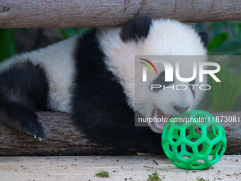 Giant panda cub Qisanmei plays at Chongqing Zoo in Chongqing, China, on December 15, 2024. (