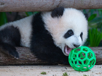 Giant panda cub Qisanmei plays at Chongqing Zoo in Chongqing, China, on December 15, 2024. (