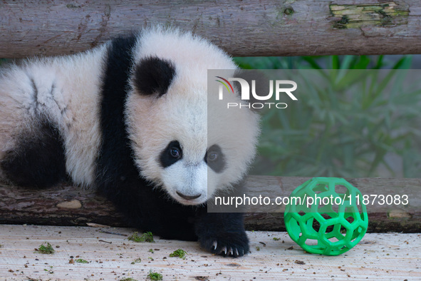 Giant panda cub Qisanmei plays at Chongqing Zoo in Chongqing, China, on December 15, 2024. 