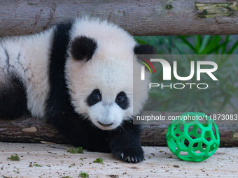 Giant panda cub Qisanmei plays at Chongqing Zoo in Chongqing, China, on December 15, 2024. (