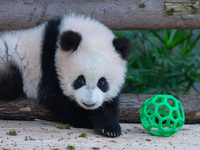 Giant panda cub Qisanmei plays at Chongqing Zoo in Chongqing, China, on December 15, 2024. (