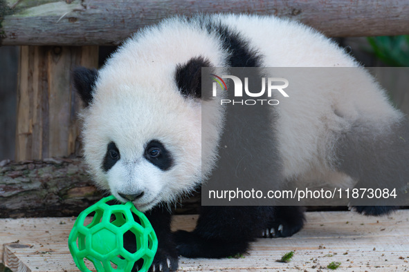 Giant panda cub Qisanmei plays at Chongqing Zoo in Chongqing, China, on December 15, 2024. 