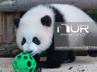 Giant panda cub Qisanmei plays at Chongqing Zoo in Chongqing, China, on December 15, 2024. (