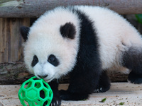 Giant panda cub Qisanmei plays at Chongqing Zoo in Chongqing, China, on December 15, 2024. (