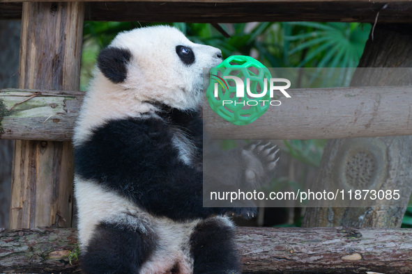 Giant panda cub Qisanmei plays at Chongqing Zoo in Chongqing, China, on December 15, 2024. 