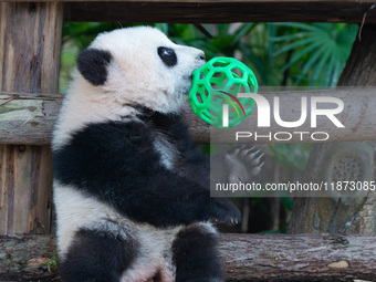 Giant panda cub Qisanmei plays at Chongqing Zoo in Chongqing, China, on December 15, 2024. (