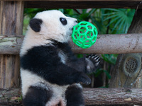 Giant panda cub Qisanmei plays at Chongqing Zoo in Chongqing, China, on December 15, 2024. (