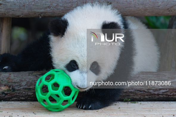 Giant panda cub Qisanmei plays at Chongqing Zoo in Chongqing, China, on December 15, 2024. 