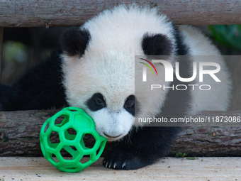 Giant panda cub Qisanmei plays at Chongqing Zoo in Chongqing, China, on December 15, 2024. (