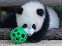 Giant panda cub Qisanmei plays at Chongqing Zoo in Chongqing, China, on December 15, 2024. (