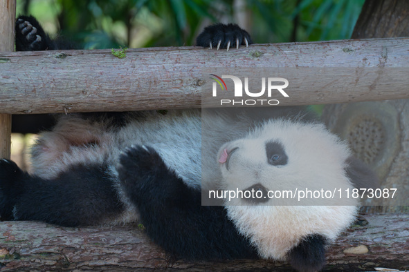 Giant panda cub Qisanmei plays at Chongqing Zoo in Chongqing, China, on December 15, 2024. 