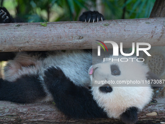 Giant panda cub Qisanmei plays at Chongqing Zoo in Chongqing, China, on December 15, 2024. (