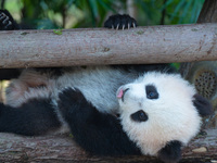 Giant panda cub Qisanmei plays at Chongqing Zoo in Chongqing, China, on December 15, 2024. (