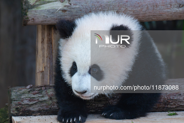 Giant panda cub Qisanmei plays at Chongqing Zoo in Chongqing, China, on December 15, 2024. 