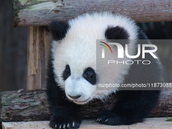 Giant panda cub Qisanmei plays at Chongqing Zoo in Chongqing, China, on December 15, 2024. (