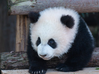 Giant panda cub Qisanmei plays at Chongqing Zoo in Chongqing, China, on December 15, 2024. (