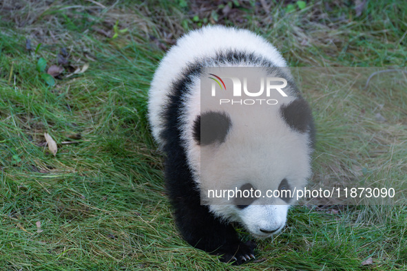 Giant panda cub Qisanmei plays at Chongqing Zoo in Chongqing, China, on December 15, 2024. 