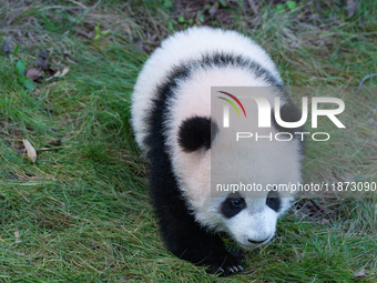 Giant panda cub Qisanmei plays at Chongqing Zoo in Chongqing, China, on December 15, 2024. (