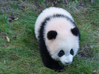 Giant panda cub Qisanmei plays at Chongqing Zoo in Chongqing, China, on December 15, 2024. (