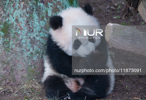 Giant panda cub Qisanmei plays at Chongqing Zoo in Chongqing, China, on December 15, 2024. 