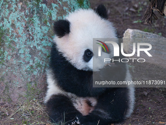 Giant panda cub Qisanmei plays at Chongqing Zoo in Chongqing, China, on December 15, 2024. (