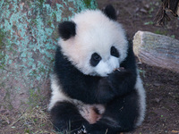 Giant panda cub Qisanmei plays at Chongqing Zoo in Chongqing, China, on December 15, 2024. (