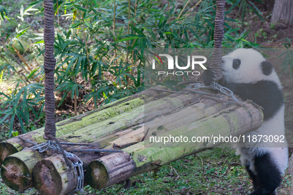 Giant panda cub Qisanmei plays at Chongqing Zoo in Chongqing, China, on December 15, 2024. 