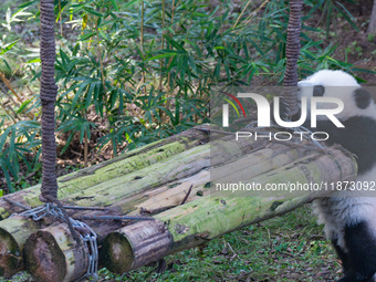 Giant panda cub Qisanmei plays at Chongqing Zoo in Chongqing, China, on December 15, 2024. (