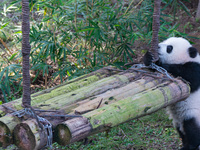 Giant panda cub Qisanmei plays at Chongqing Zoo in Chongqing, China, on December 15, 2024. (