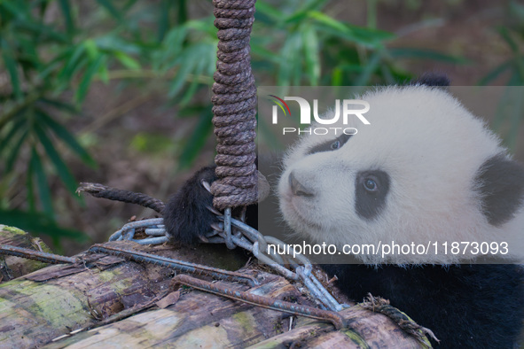 Giant panda cub Qisanmei plays at Chongqing Zoo in Chongqing, China, on December 15, 2024. 