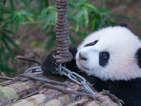 Giant panda cub Qisanmei plays at Chongqing Zoo in Chongqing, China, on December 15, 2024. (