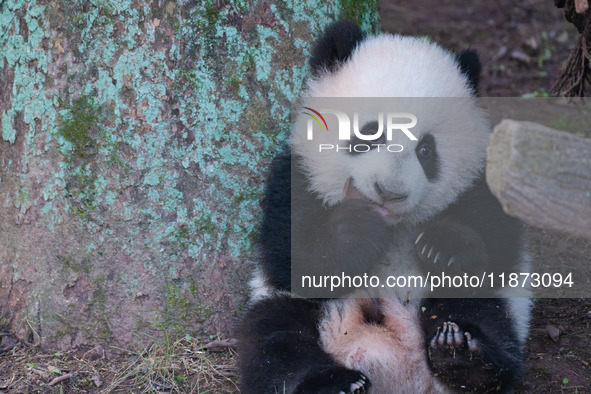 Giant panda cub Qisanmei plays at Chongqing Zoo in Chongqing, China, on December 15, 2024. 