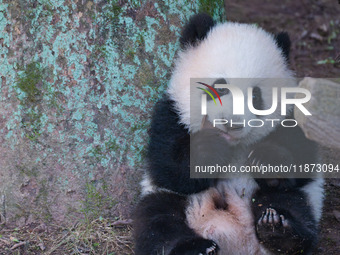 Giant panda cub Qisanmei plays at Chongqing Zoo in Chongqing, China, on December 15, 2024. (