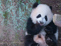 Giant panda cub Qisanmei plays at Chongqing Zoo in Chongqing, China, on December 15, 2024. (