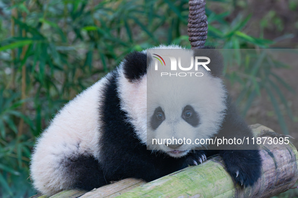 Giant panda cub Qisanmei plays at Chongqing Zoo in Chongqing, China, on December 15, 2024. 