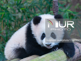 Giant panda cub Qisanmei plays at Chongqing Zoo in Chongqing, China, on December 15, 2024. (