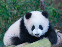 Giant panda cub Qisanmei plays at Chongqing Zoo in Chongqing, China, on December 15, 2024. (