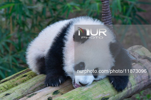 Giant panda cub Qisanmei plays at Chongqing Zoo in Chongqing, China, on December 15, 2024. 