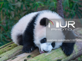 Giant panda cub Qisanmei plays at Chongqing Zoo in Chongqing, China, on December 15, 2024. (