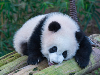 Giant panda cub Qisanmei plays at Chongqing Zoo in Chongqing, China, on December 15, 2024. (