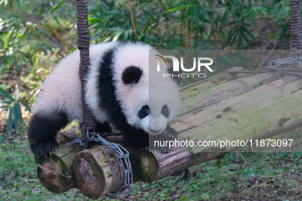 Giant panda cub Qisanmei plays at Chongqing Zoo in Chongqing, China, on December 15, 2024. 